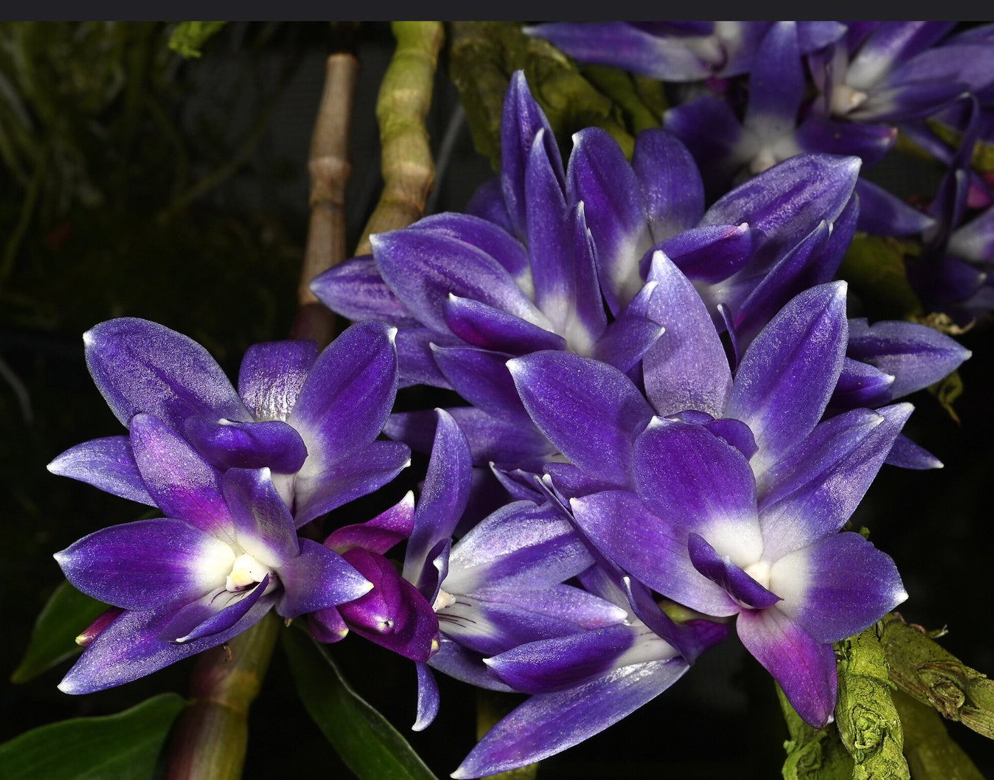 Dendrobium victoria-reginae