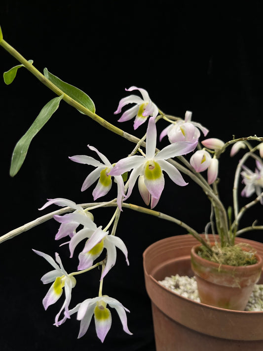 Dendrobium vietnamense