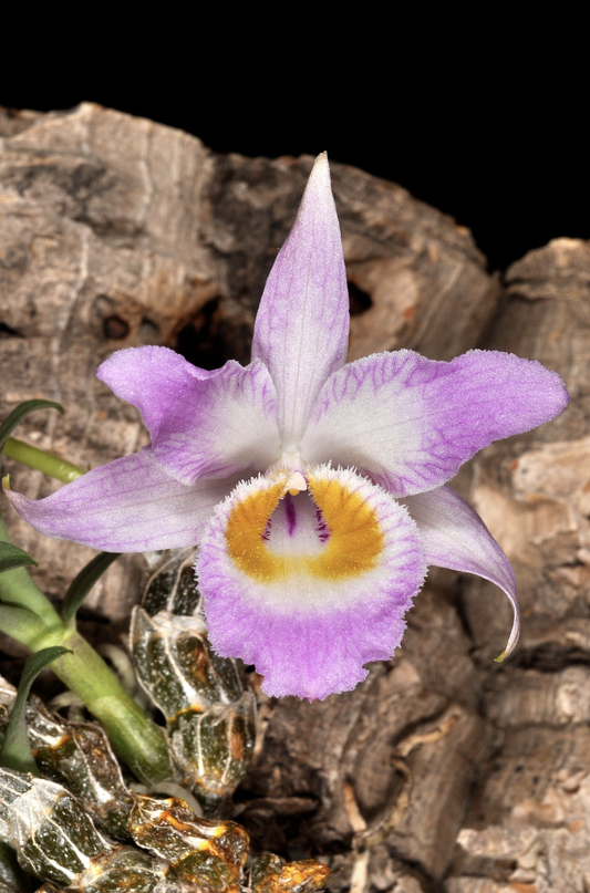 Dendrobium wangliangii