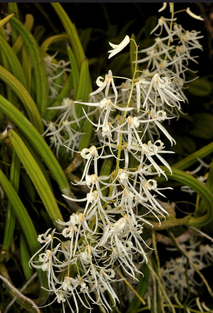 Dendrobium wassellii