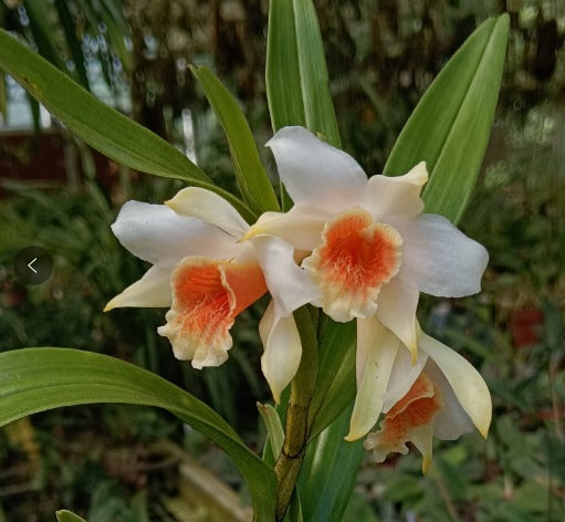 Dendrobium williamsonii