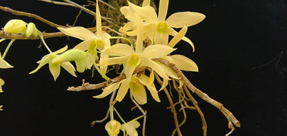 Dendrobium wilsonii