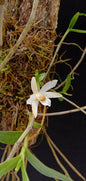 Dendrobium xichouense