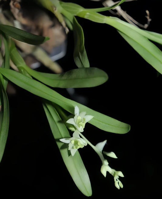 Dendrobium zhenyuanense