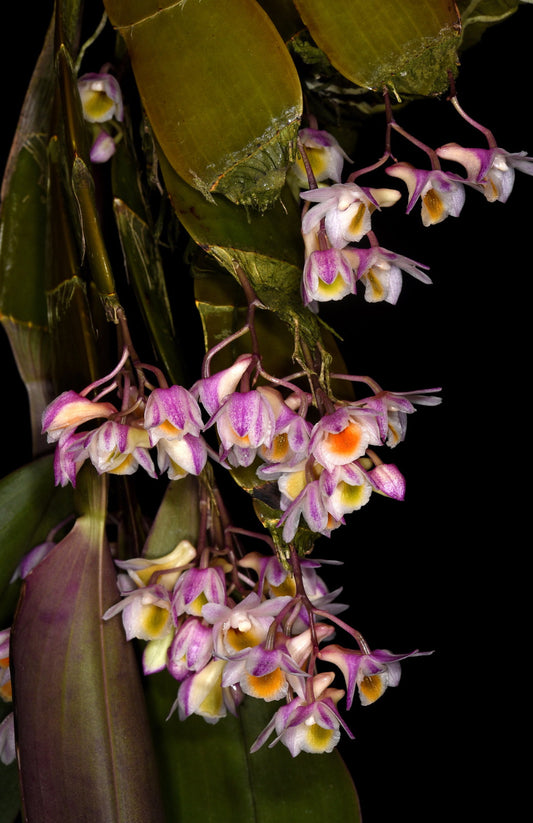 Dendrobium pseudolamellatum