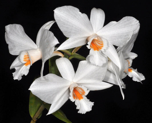 Dendrobium wattii