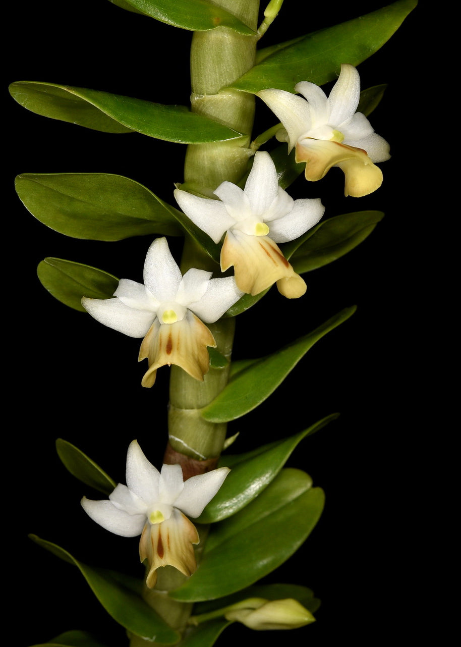 Dendrobium ellipsophyllum