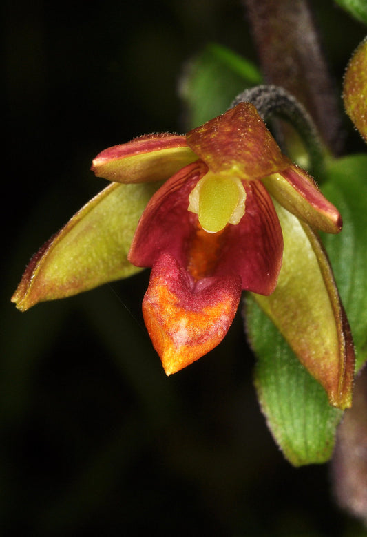 Epipactis  mairei