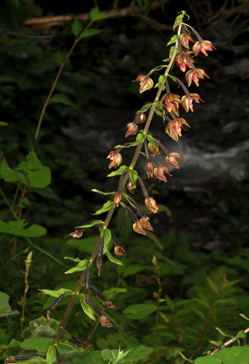 Epipactis  mairei