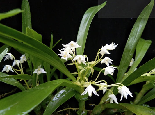 Eria acervata