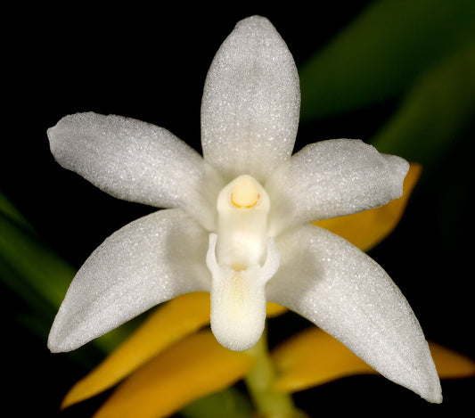 Eria aporoides