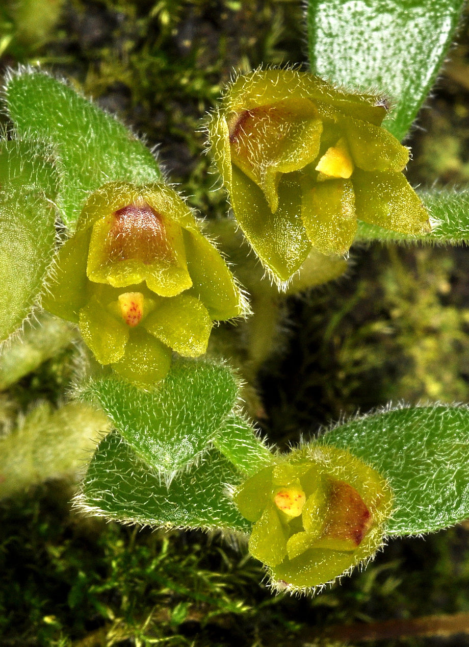 Eria dasyphylla