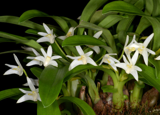 Eria reptans (Pinalia japonica)