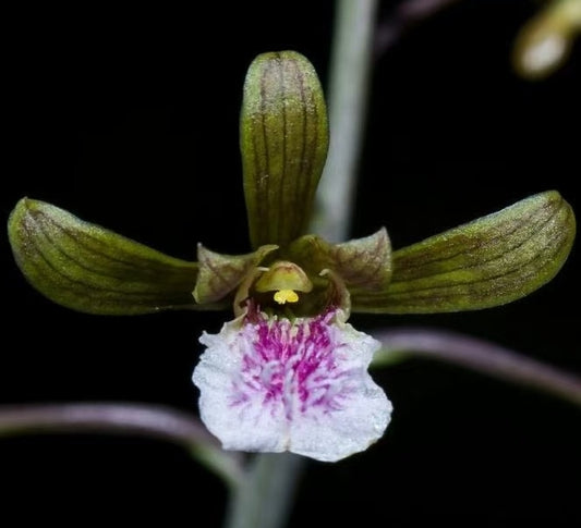 Eulophia graminea