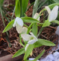 Eulophia herbacea alba