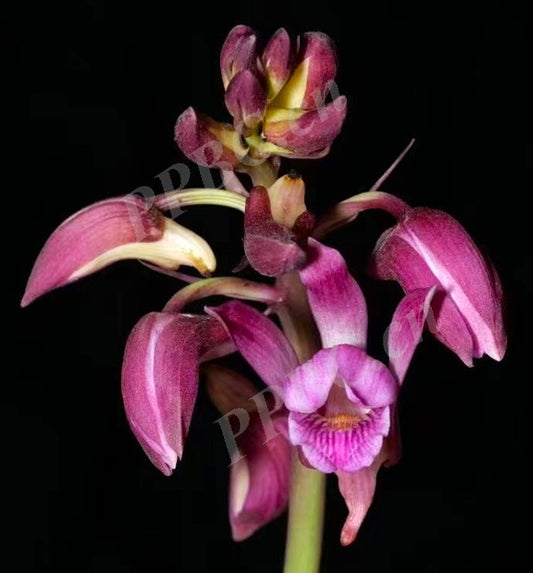 Eulophia spectabilis