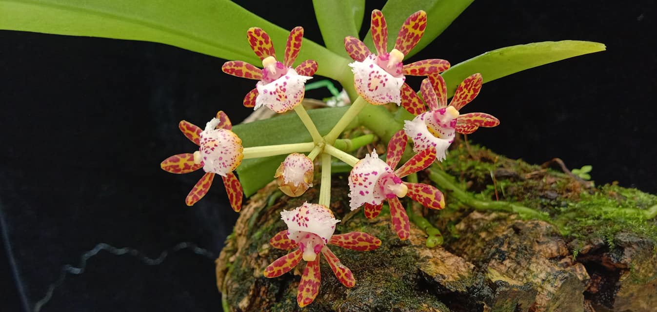 Gastrochilus acutifolius