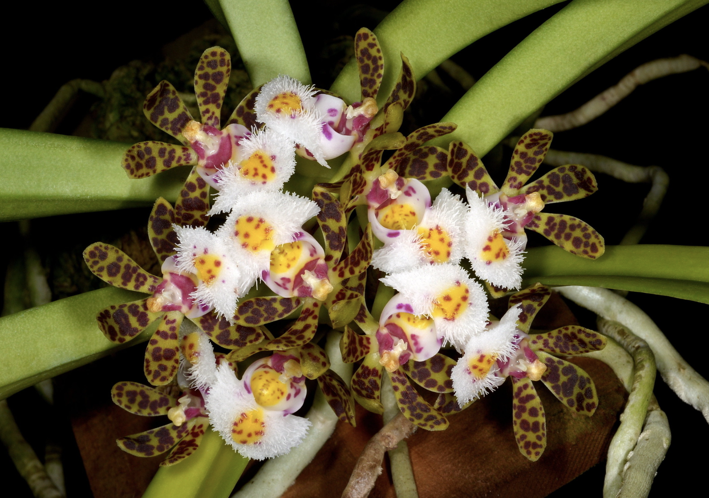 Gastrochilus bellinus