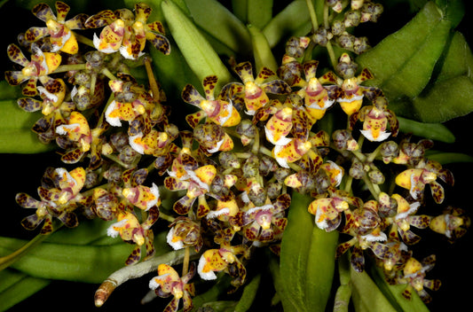 Gastrochilus calceolaris