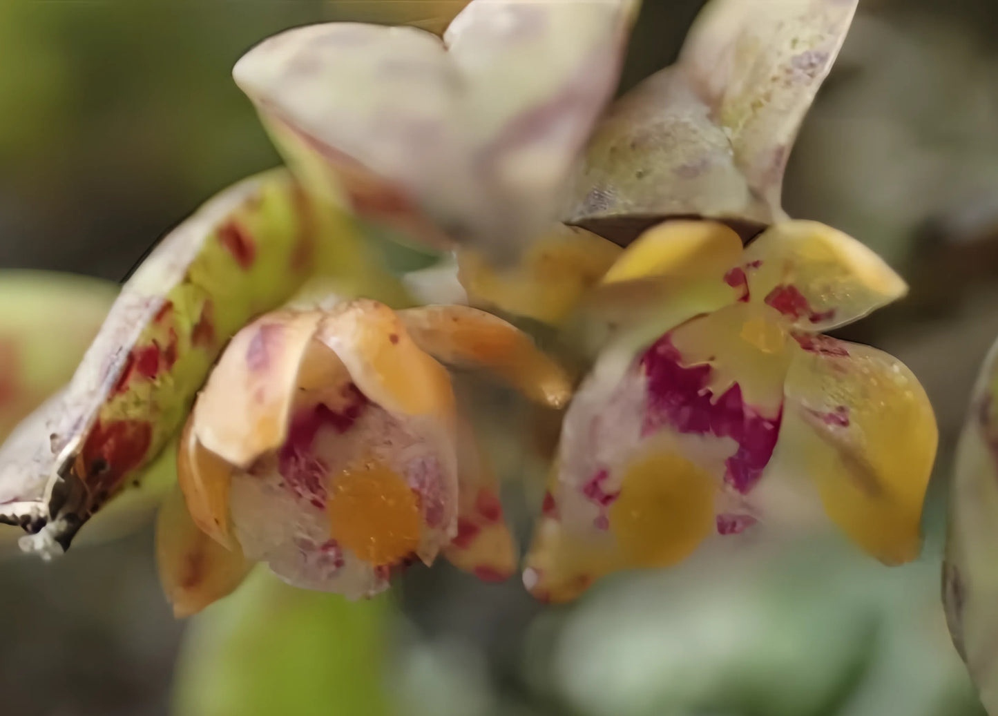 Gastrochilus fuscopunctatus