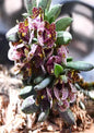 Gastrochilus gonshangensis