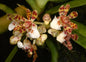 Gastrochilus hainanensis