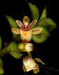 Gastrochilus kadooriei