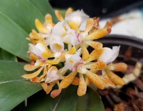 Gastrochilus obliquus