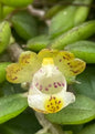 Gastrochilus sinensis