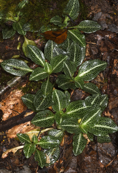 Goodyera repens