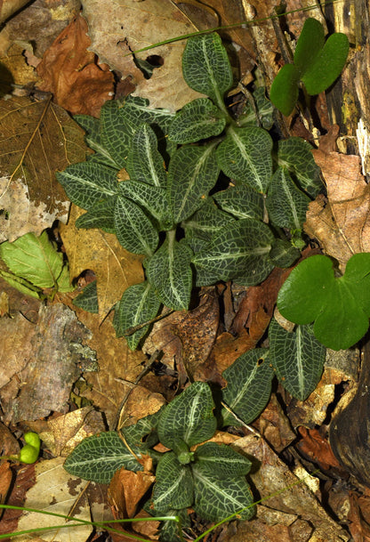 Goodyera repens