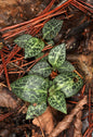 Goodyera schlechtendaliana