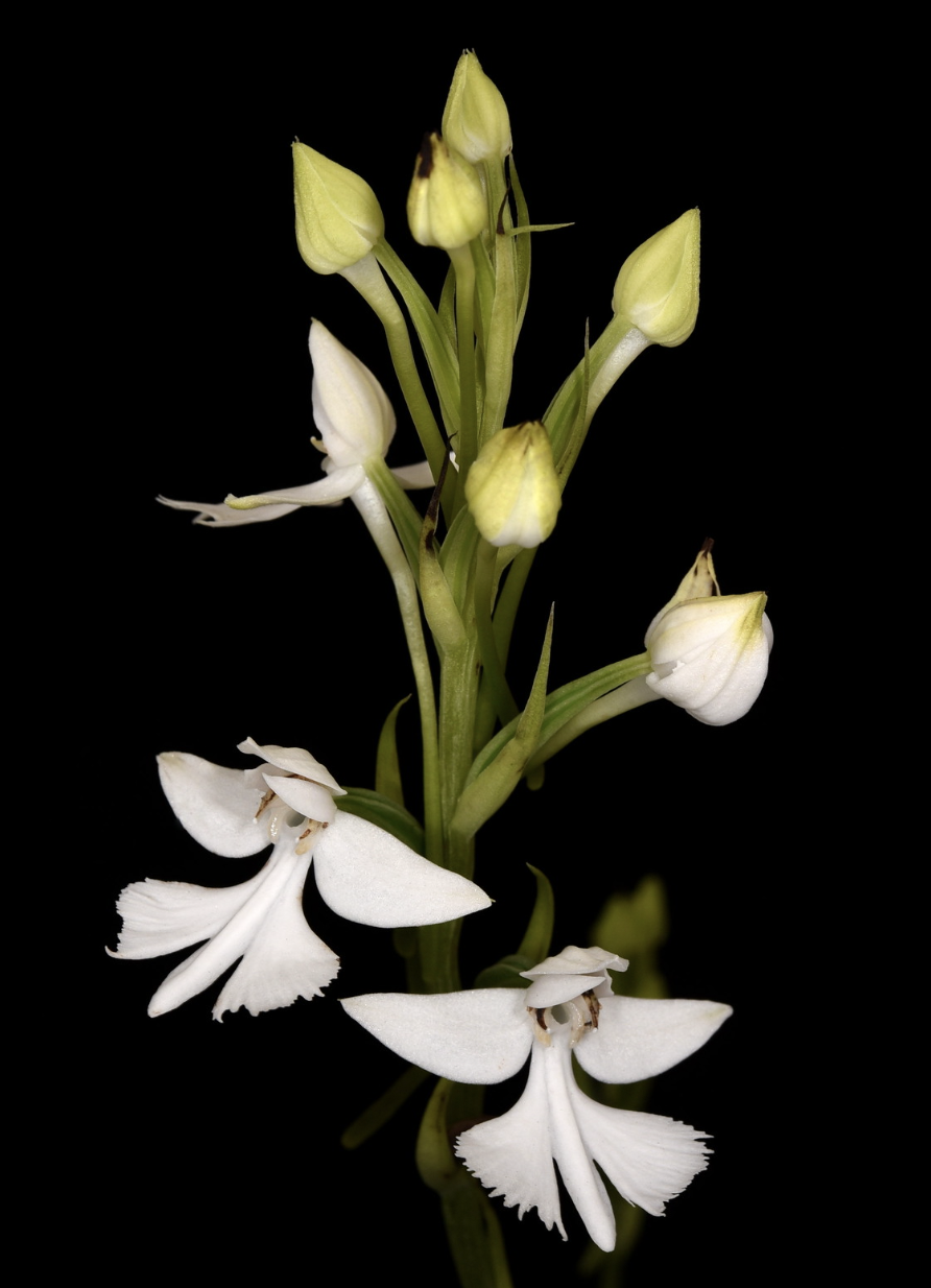 Habenaria dentata