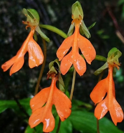 Habenaria rhodocheila