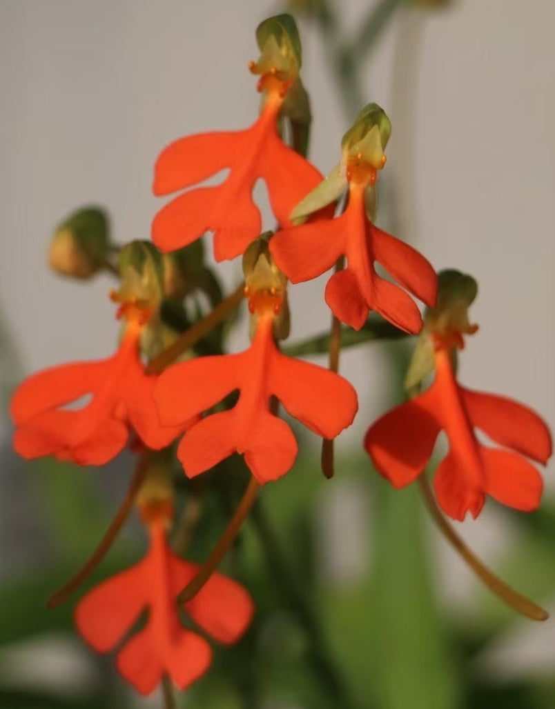 Habenaria rhodocheila