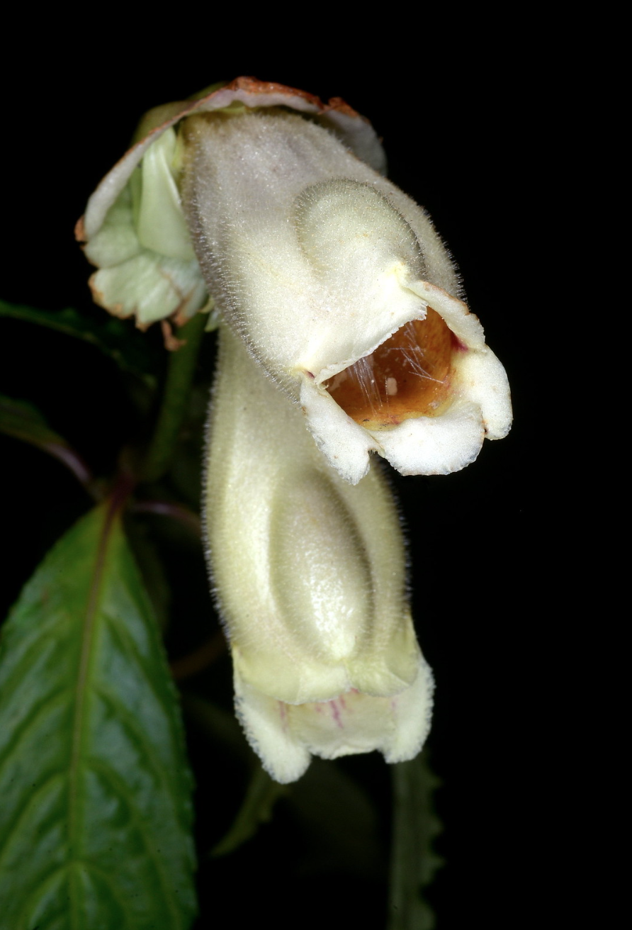 Hemiboea subcapitata