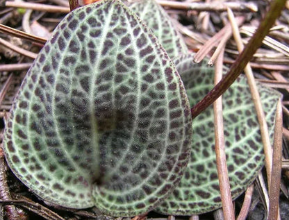 Hemipilia brevicalcarata