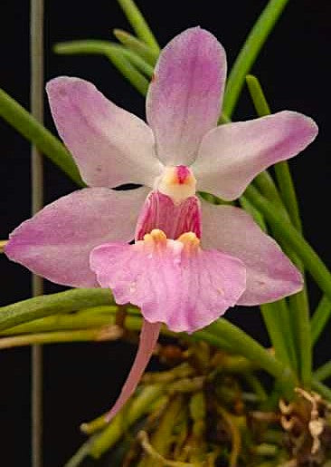 Holcoglossum tsii