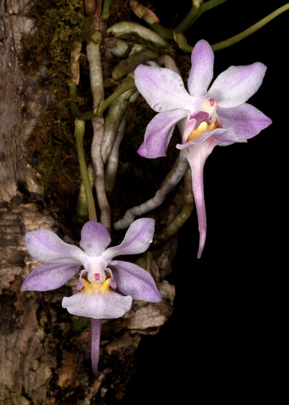 Holcoglossum tsii