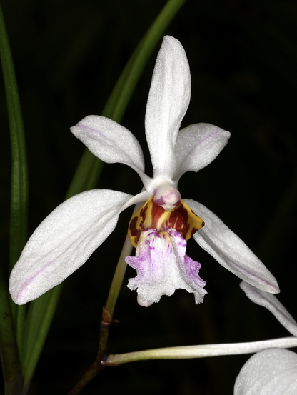 Holcoglossum wangii