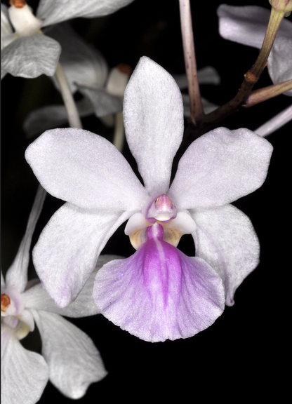 Holcoglossum amesianum