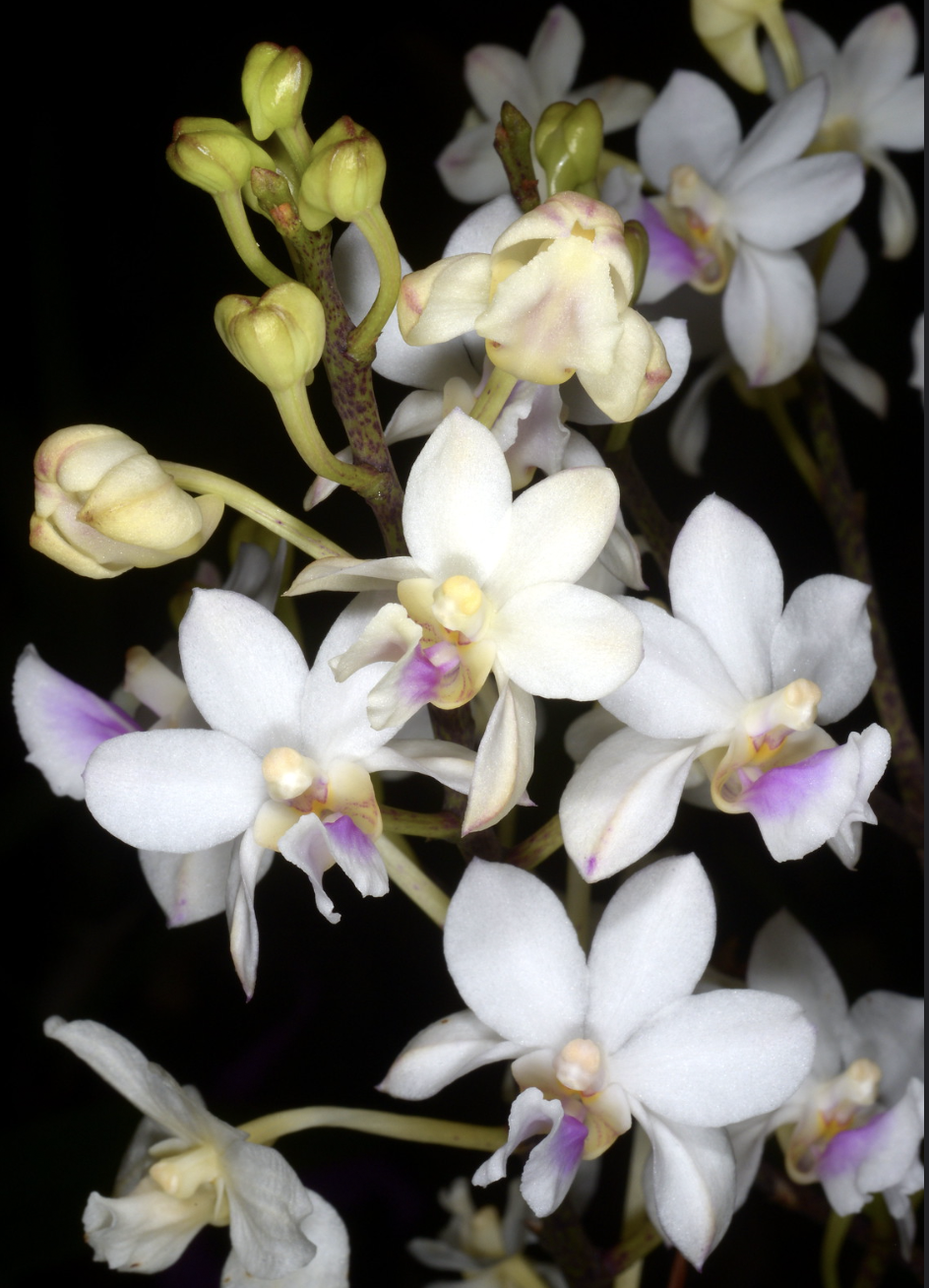 Holcoglossum amesianum