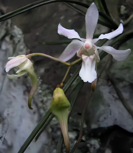 Holcoglossum omeiense