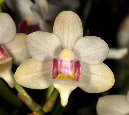 Holcoglossum flavescens