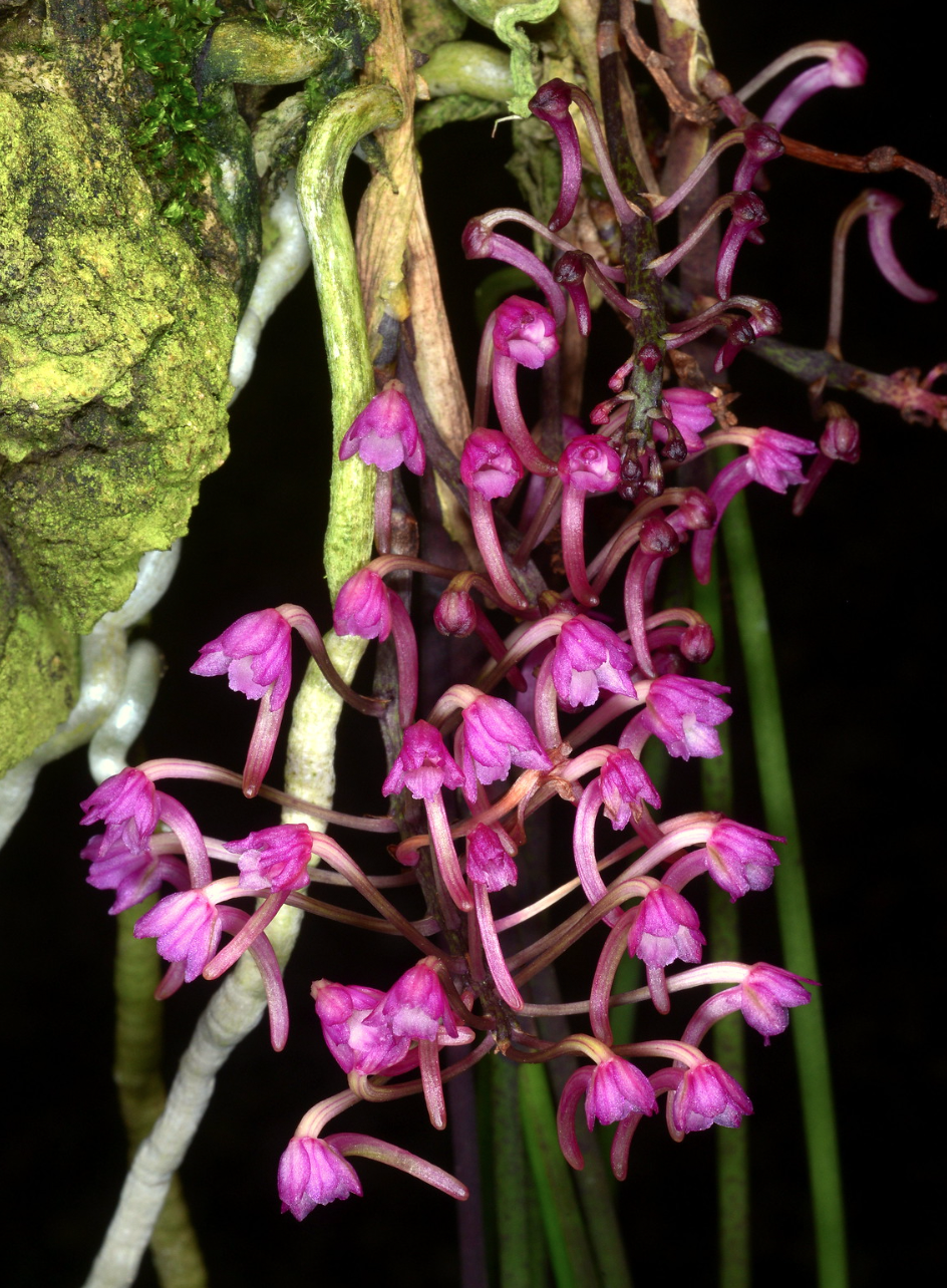 Ascocentrum himalaica