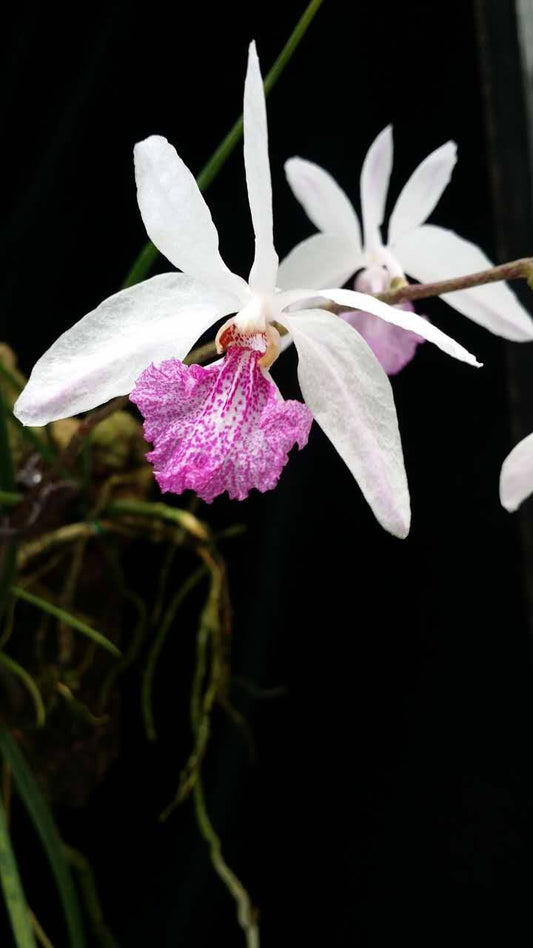 Holcoglossum kimballianum 