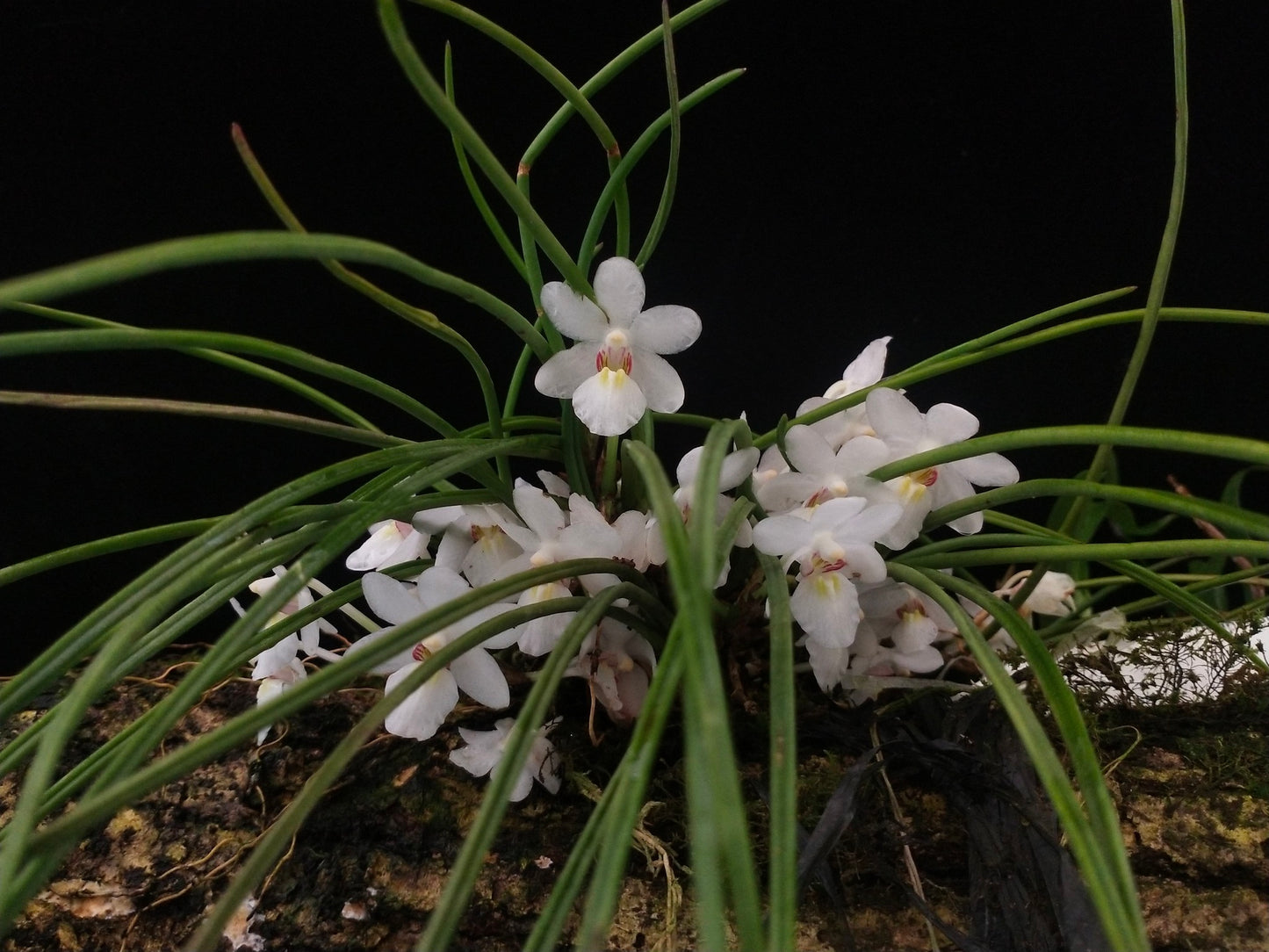 Holcoglossum rupestre