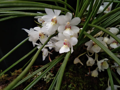 Holcoglossum sinicum