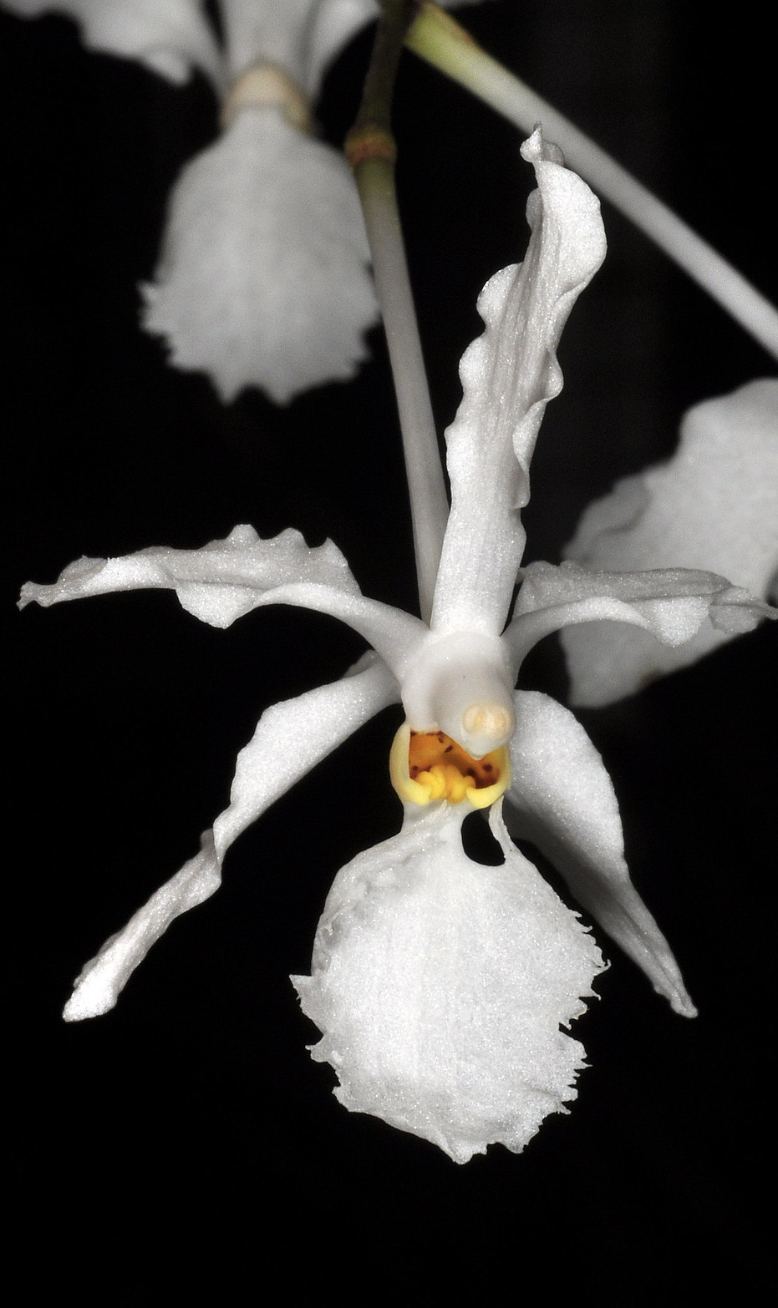 Holcoglossum subulifolium