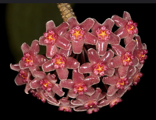 Hoya camphorifolia